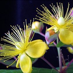 Пазл: Цветы в саду