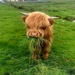 Пазл: Маленькая шотландская коровка