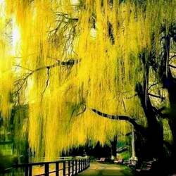 Пазл: Ива золотая