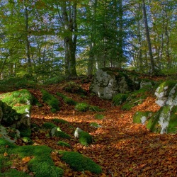 Пазл: Ложбина в лесу