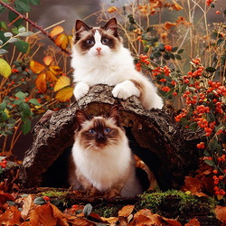 Пазл: Осенние котики