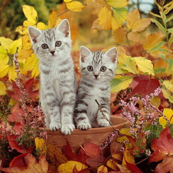 Пазл: Осенние котики