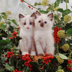 Пазл: Осенние котики