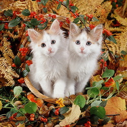 Пазл: Осенние котики