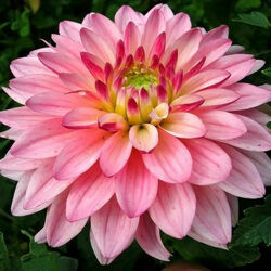 Пазл: Розовый георгин