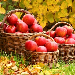 Пазл: Урожай сентября