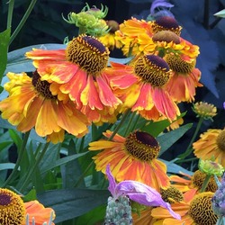 Пазл: Гелениум осенний