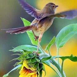 Пазл: Балет