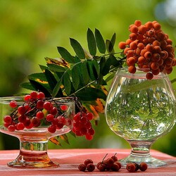 Пазл: Грозди рябины 