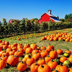 Пазл: Тыквенный урожай