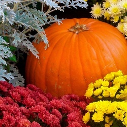 Пазл: Тыква и хризантемы