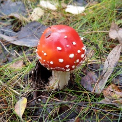 Пазл: Мухоморчик