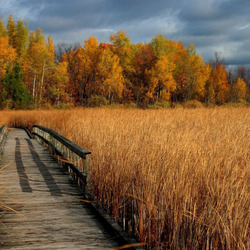 Пазл: Осенняя пора