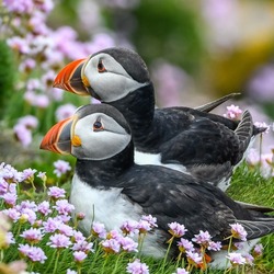 Пазл: Тупики