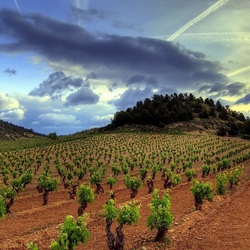 Пазл: Виноградное поле