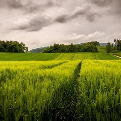 Пазл: Зеленое поле