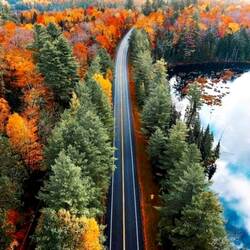 Пазл: Сквозь осенний лес