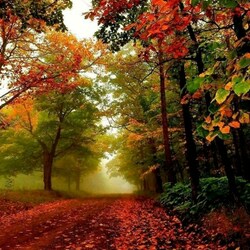 Пазл: По красной дорожке