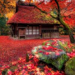 Пазл: И красные листья клёна