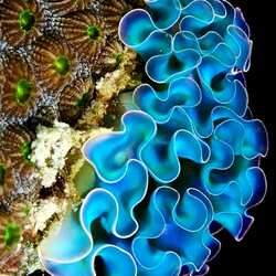 Пазл: Кораллы