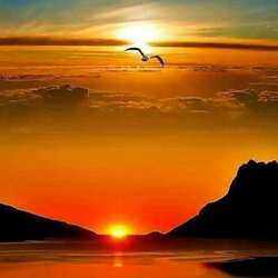 Пазл: Чайка 