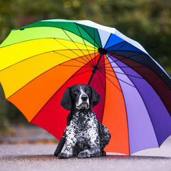 Пазл: Яркий зонт