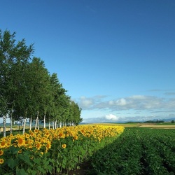 Пазл: Летом на поле