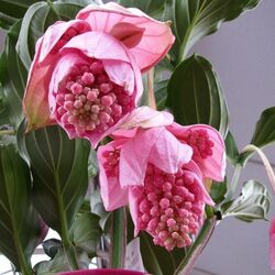 Пазл: Мединилла