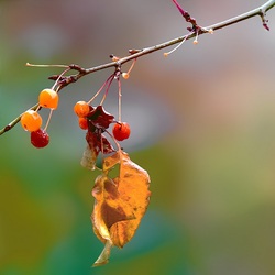Пазл: Осенний лист