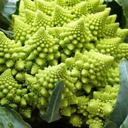 Пазл: Капуста Романеско