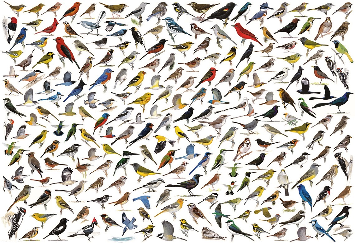 Много птиц