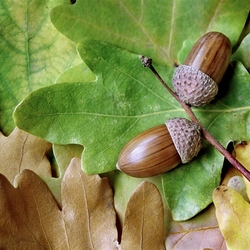 Пазл: Осенняя пора