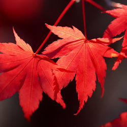 Пазл: Осенние листья