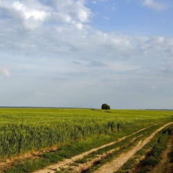 Пазл: Лето в поле