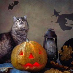 Пазл: Котохэллоуин