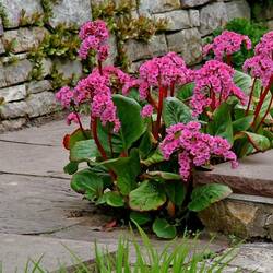 Пазл: Бадан сердцелистный