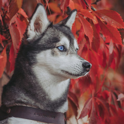 Пазл: Хаски