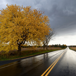 Пазл: Золотое дерево
