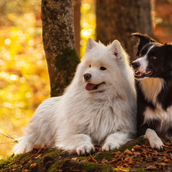 Пазл: Хорошо, когда вместе