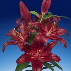 Пазл: Лилия Скорпион