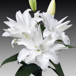 Пазл: Лилия 