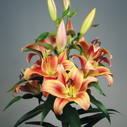 Пазл: Лилия Бухта Монтего