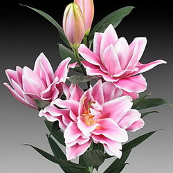 Пазл: Лилия Казерта