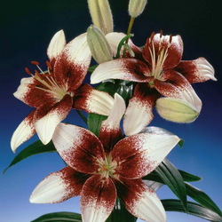 Пазл: Лилия Капучино