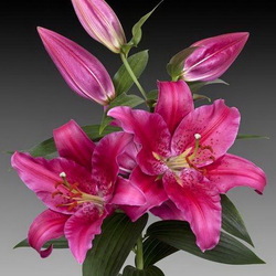 Пазл: Лилия Стендаль