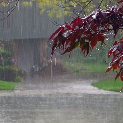 Пазл: Осенний дождь