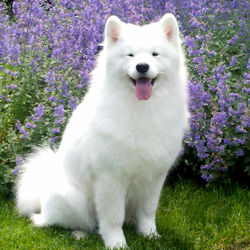 Пазл: Собака-улыбака