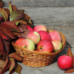 Пазл: Вкус осени