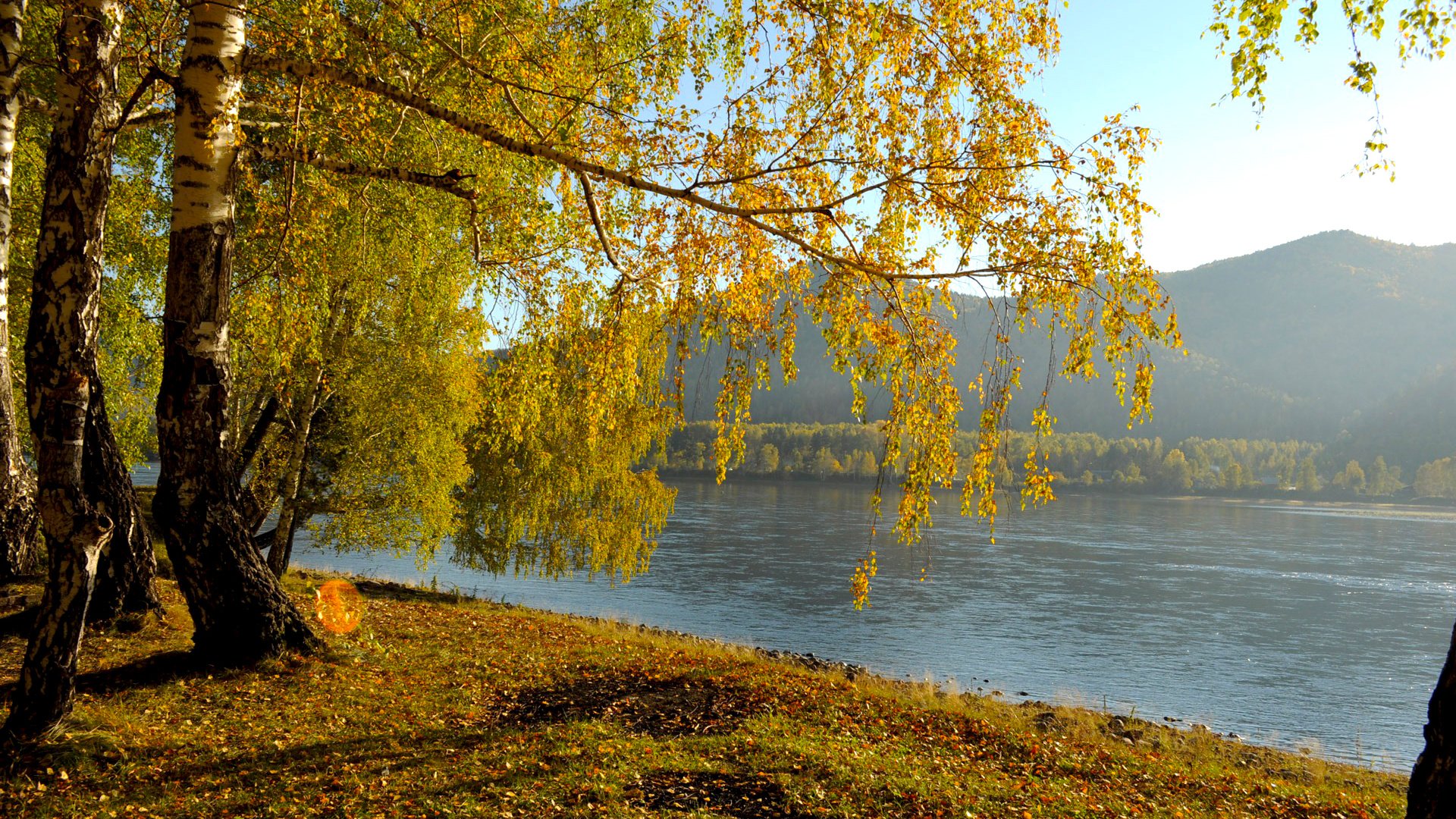Осень береза у реки
