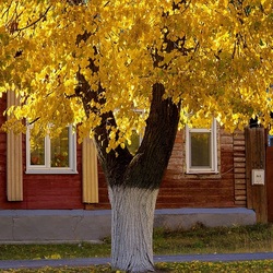 Пазл: Осень стучится в окно